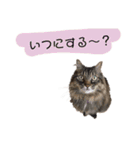 ねこねこボーイズ（個別スタンプ：20）