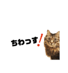 ねこねこボーイズ（個別スタンプ：21）