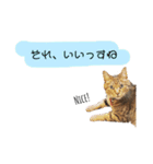 ねこねこボーイズ（個別スタンプ：23）