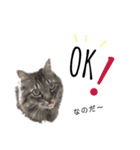 ねこねこボーイズ（個別スタンプ：24）