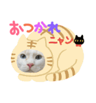 猫の寅次郎くん。vol.3（個別スタンプ：7）