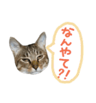 猫の寅次郎くん。vol.3（個別スタンプ：21）