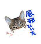 猫の寅次郎くん。vol.3（個別スタンプ：28）