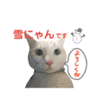 猫の寅次郎くん。vol.3（個別スタンプ：36）