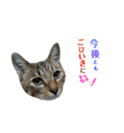 猫の寅次郎くん。vol.3（個別スタンプ：39）