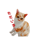 マロン♂の毎日（個別スタンプ：9）