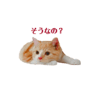 マロン♂の毎日（個別スタンプ：14）