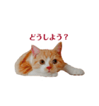 マロン♂の毎日（個別スタンプ：15）