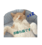 マロン♂の毎日（個別スタンプ：21）