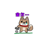 柴犬ガウガウちゃんねる1（個別スタンプ：11）