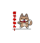 柴犬ガウガウちゃんねる1（個別スタンプ：12）