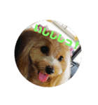 可愛い子犬のスタンプ24（個別スタンプ：1）