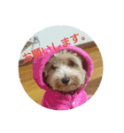 可愛い子犬のスタンプ24（個別スタンプ：4）