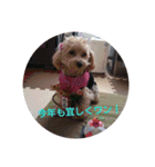 可愛い子犬のスタンプ24（個別スタンプ：5）