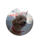可愛い子犬のスタンプ24（個別スタンプ：6）