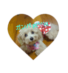 可愛い子犬のスタンプ24（個別スタンプ：7）