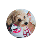 可愛い子犬のスタンプ24（個別スタンプ：8）