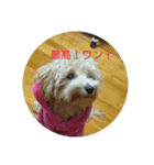 可愛い子犬のスタンプ24（個別スタンプ：9）