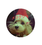 可愛い子犬のスタンプ24（個別スタンプ：10）
