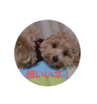 可愛い子犬のスタンプ24（個別スタンプ：11）