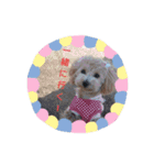 可愛い子犬のスタンプ24（個別スタンプ：12）