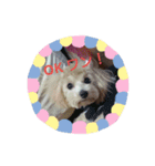 可愛い子犬のスタンプ24（個別スタンプ：13）