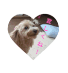 可愛い子犬のスタンプ24（個別スタンプ：15）