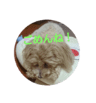 可愛い子犬のスタンプ24（個別スタンプ：16）