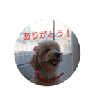 可愛い子犬のスタンプ24（個別スタンプ：17）