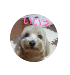 可愛い子犬のスタンプ24（個別スタンプ：19）