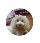 可愛い子犬のスタンプ24（個別スタンプ：23）