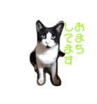 猫まみれ色々（個別スタンプ：1）