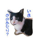 猫まみれ色々（個別スタンプ：2）
