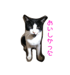 猫まみれ色々（個別スタンプ：3）