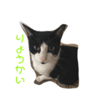 猫まみれ色々（個別スタンプ：4）
