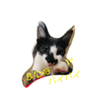 猫まみれ色々（個別スタンプ：5）