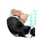 猫まみれ色々（個別スタンプ：6）