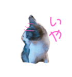猫まみれ色々（個別スタンプ：8）
