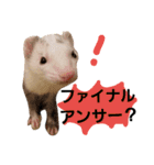 フェレット（イタチ）のん太とひゃっ吉2（個別スタンプ：18）