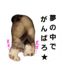 フェレット（イタチ）のん太とひゃっ吉2（個別スタンプ：35）