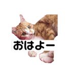 ともか専用（個別スタンプ：6）