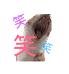 ともか専用（個別スタンプ：12）