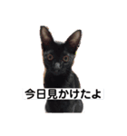 ともか専用（個別スタンプ：14）