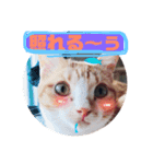 ともか専用（個別スタンプ：15）