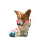 コーギー☆シューLIFE（個別スタンプ：4）