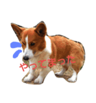 コーギー☆シューLIFE（個別スタンプ：9）