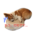 コーギー☆シューLIFE（個別スタンプ：15）