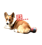 コーギー☆シューLIFE（個別スタンプ：19）