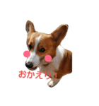 コーギー☆シューLIFE（個別スタンプ：22）