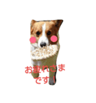 コーギー☆シューLIFE（個別スタンプ：24）